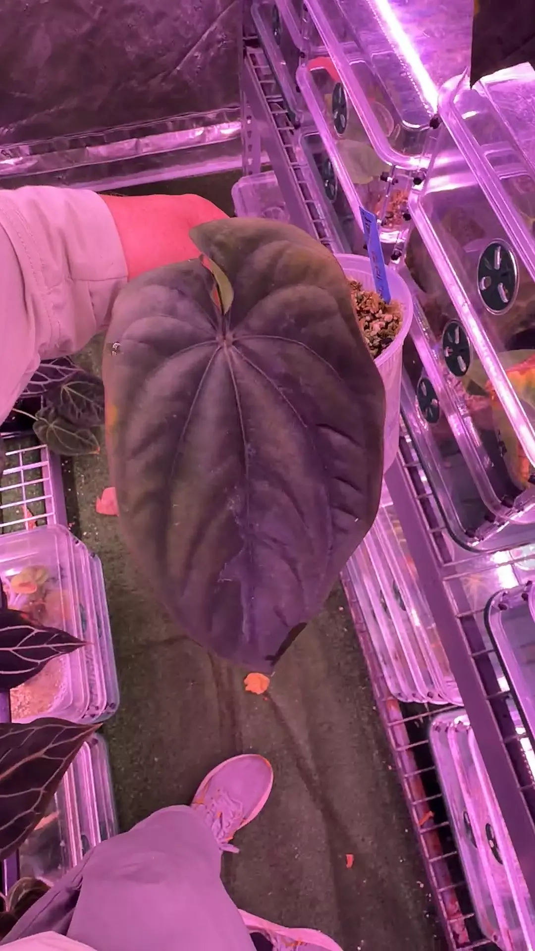 dressleri RG F1b “Ivy” clone thumbnail