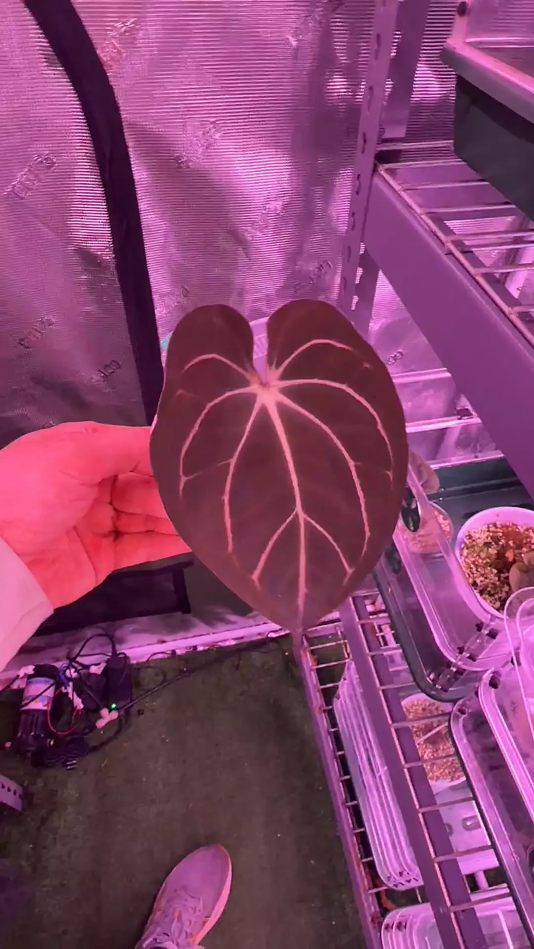 Carlablackiae “Amanda” thumbnail