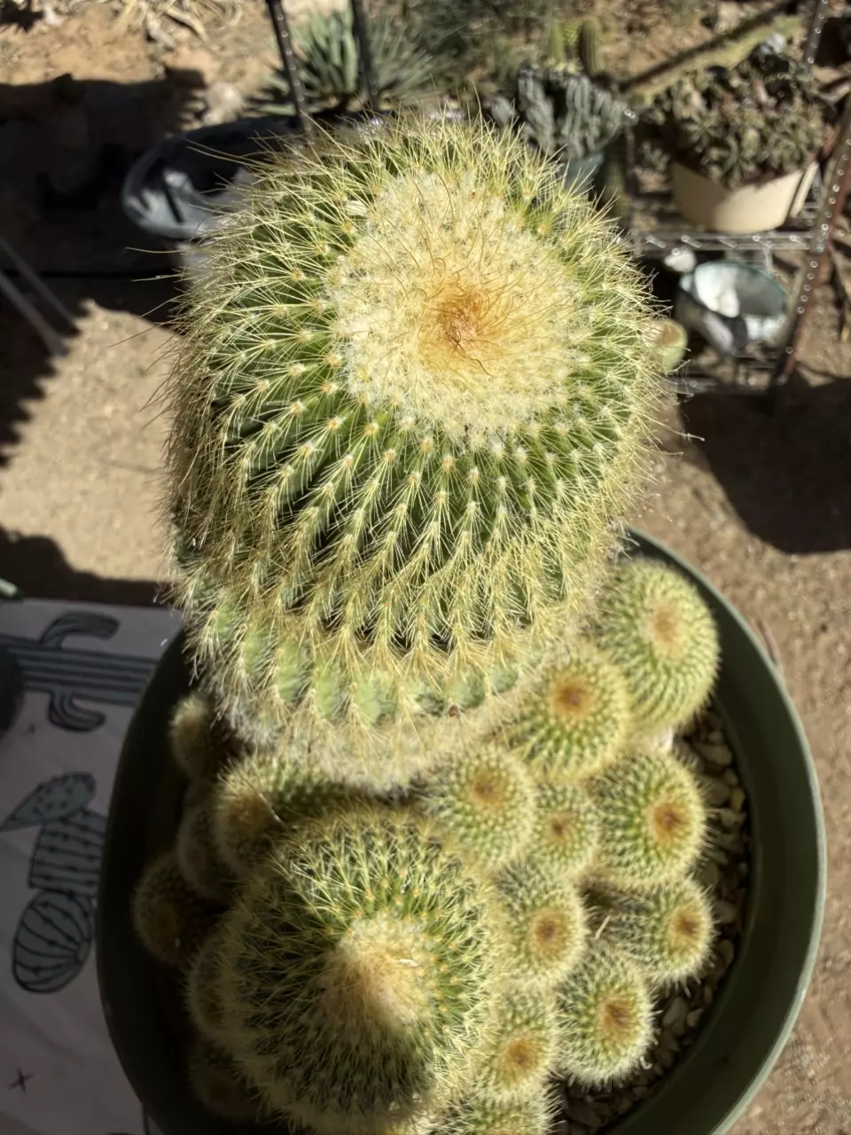 1018 Parodia leninghausii thumbnail