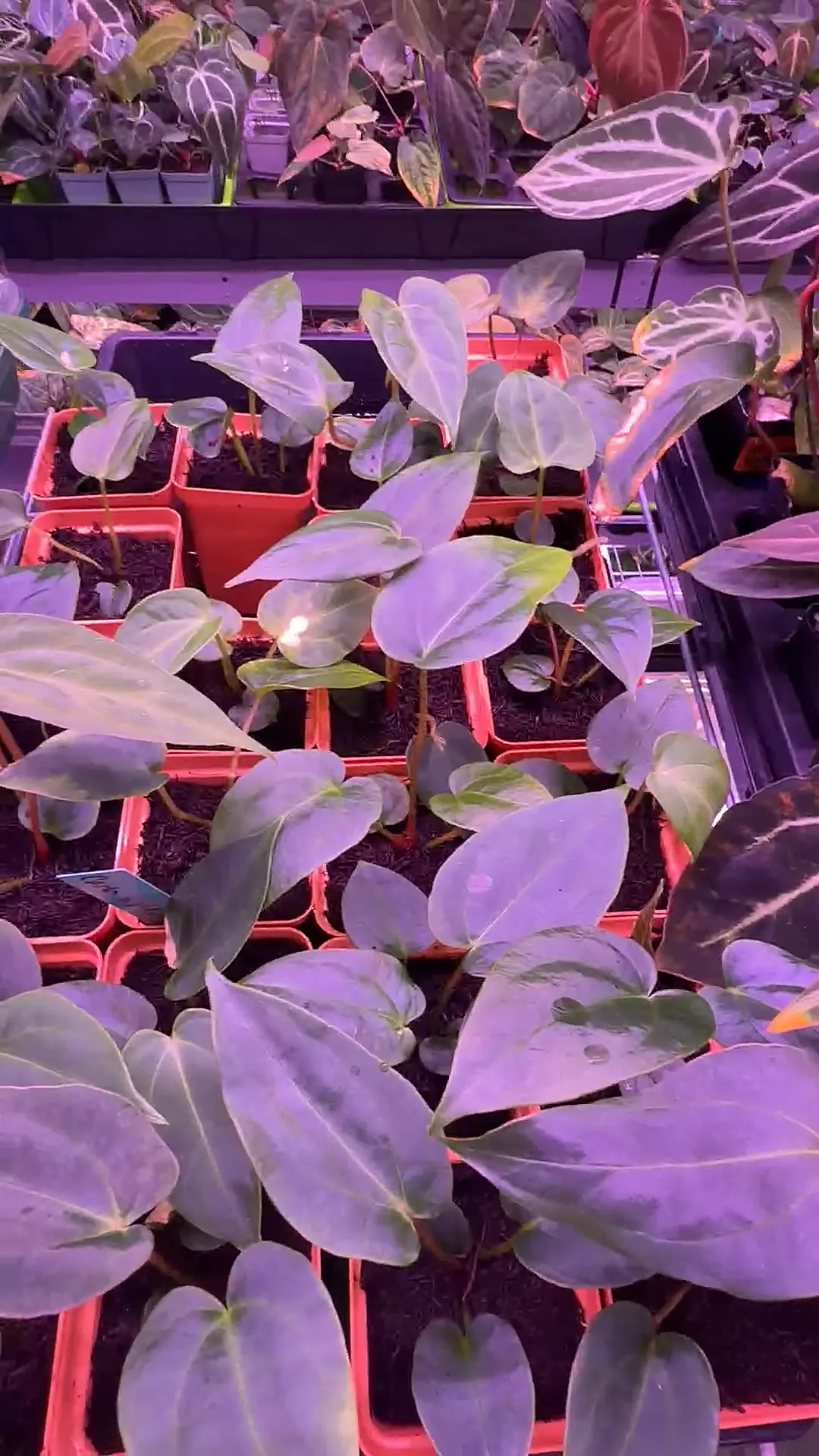 carla RxG #5 x pallidiflorum thumbnail