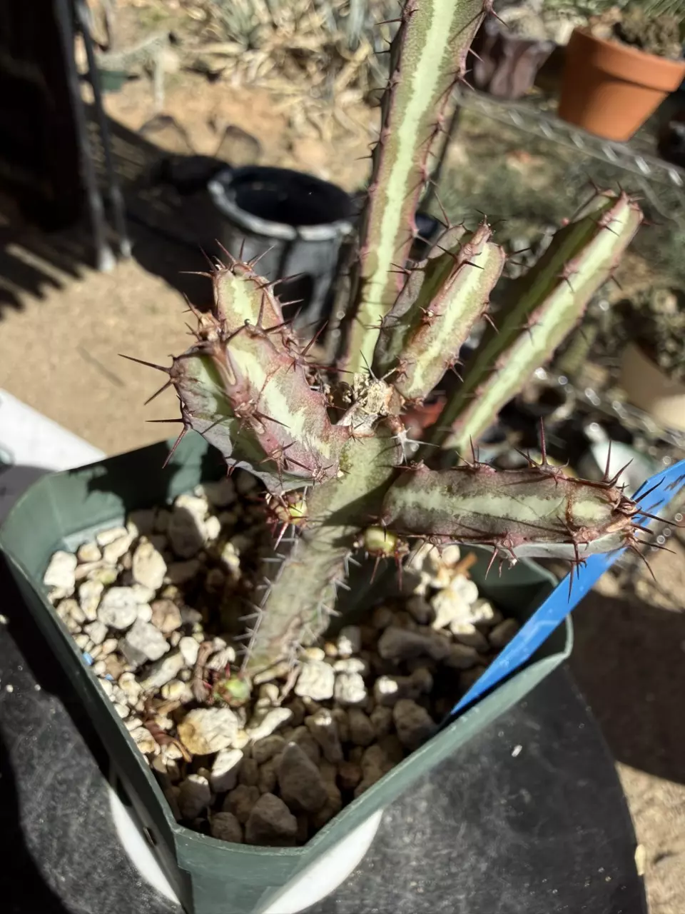 1007 Euphorbia malevola thumbnail