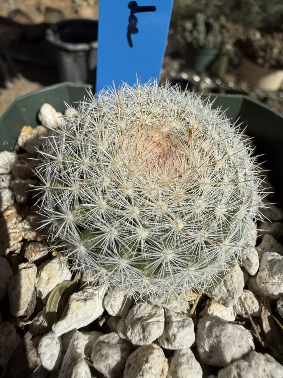 1010 Mammillaria candida thumbnail