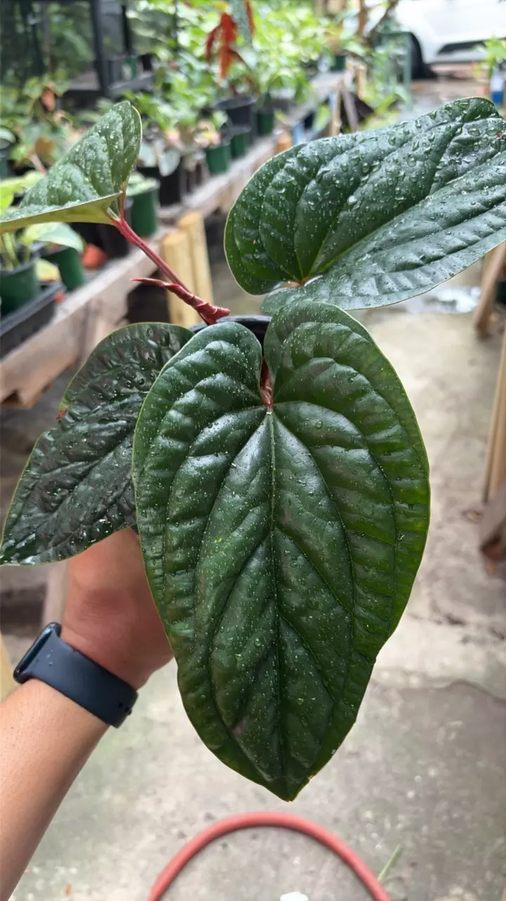 anthurium Luxurian x Radican XL thumbnail
