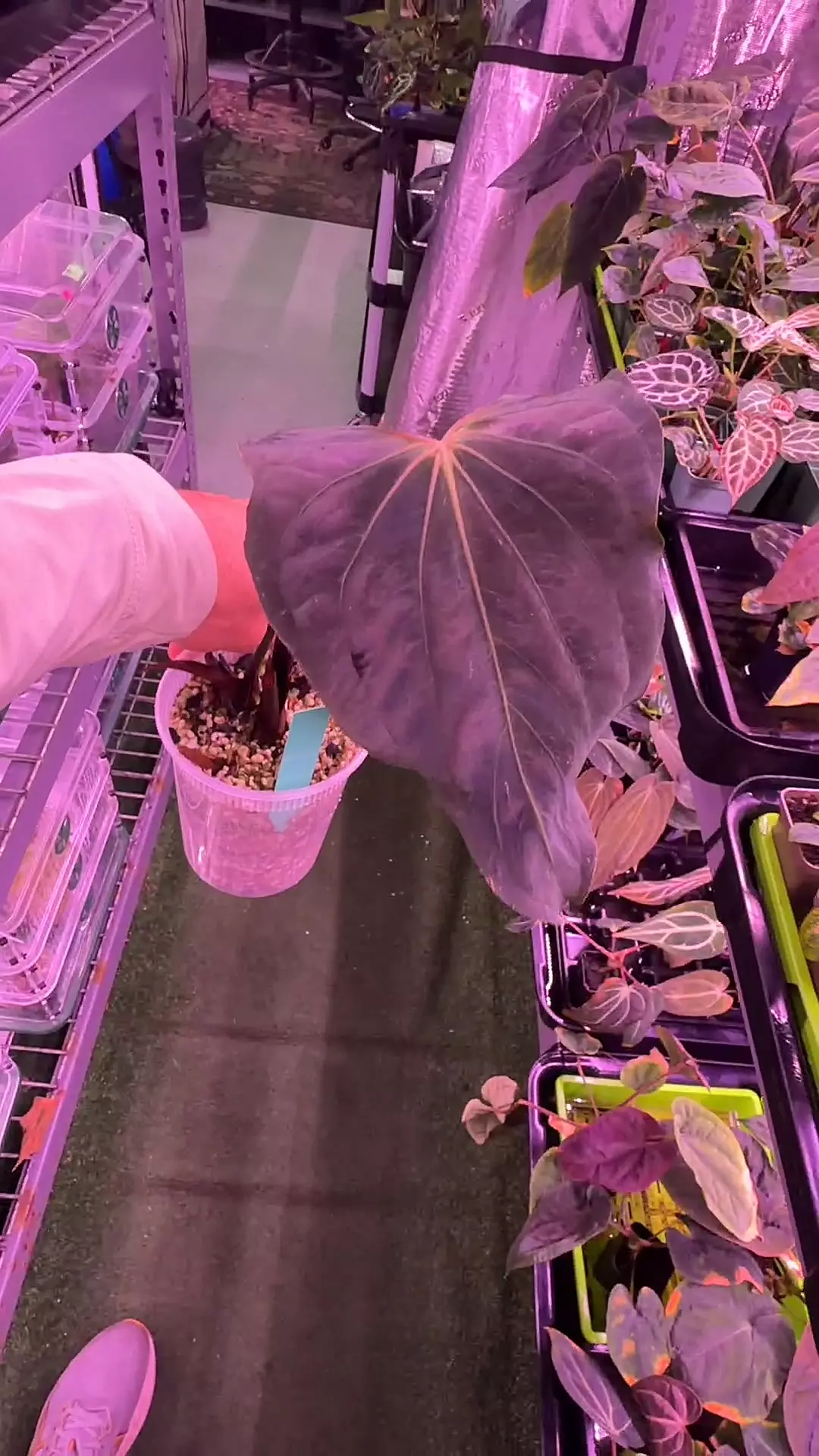 papillilaminum FSxRL x FS self thumbnail