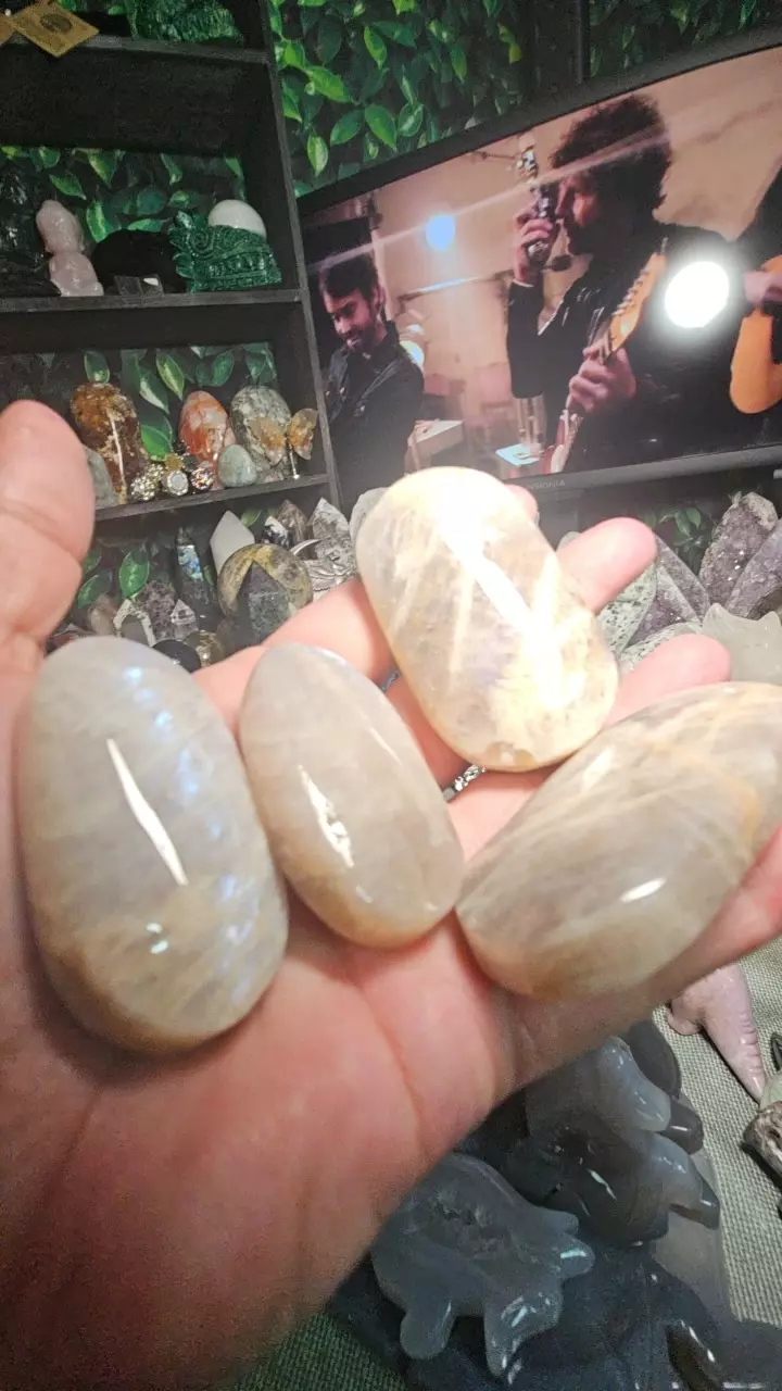 Moonstone Palm thumbnail