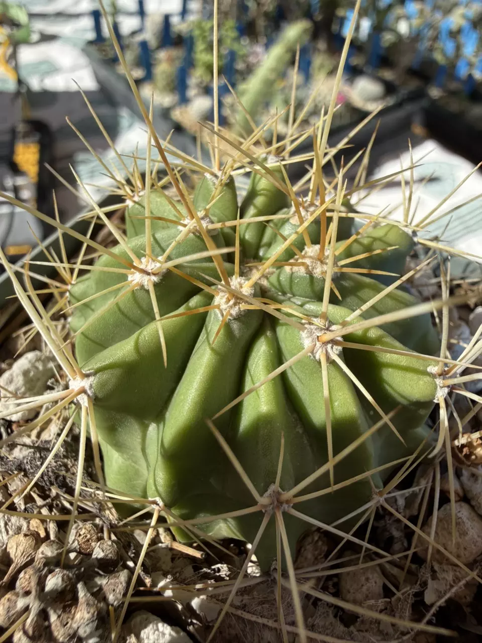 1008 Ferocactus echidne thumbnail