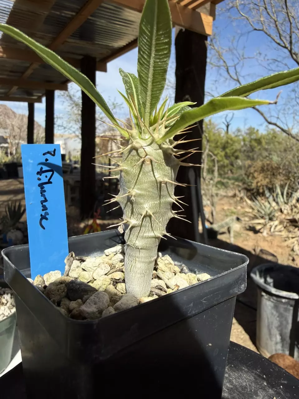 1014 Pachypodium fiherense thumbnail