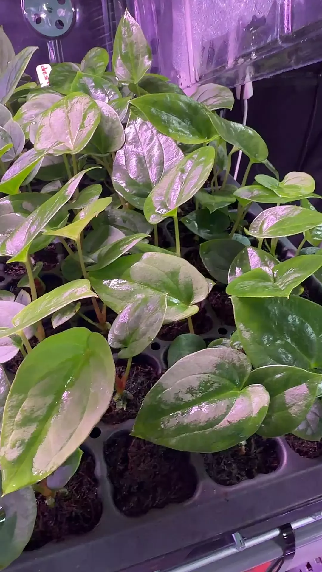 dressleri RG F2 dark clone x BVEP “Dark Star” thumbnail