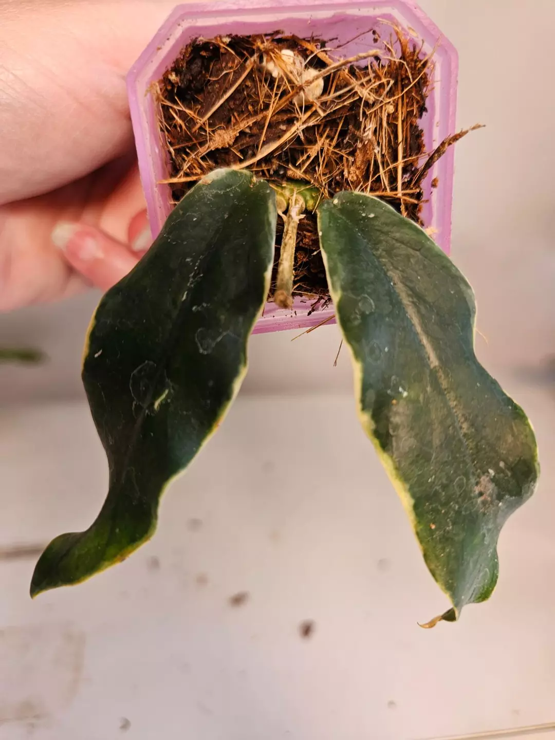 Hoya Lobbii Variegated thumbnail