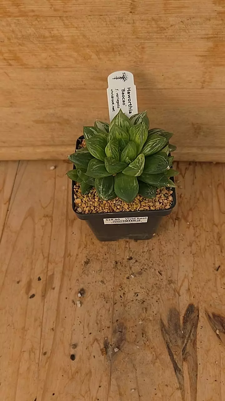 Haworthia 'Baocao' variegated 3.5" pot thumbnail
