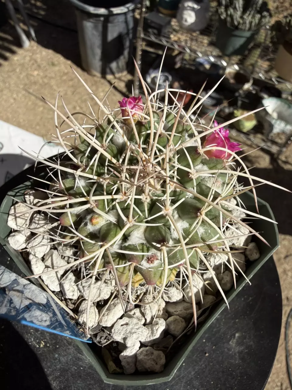 1005 Mammillaria compressa thumbnail