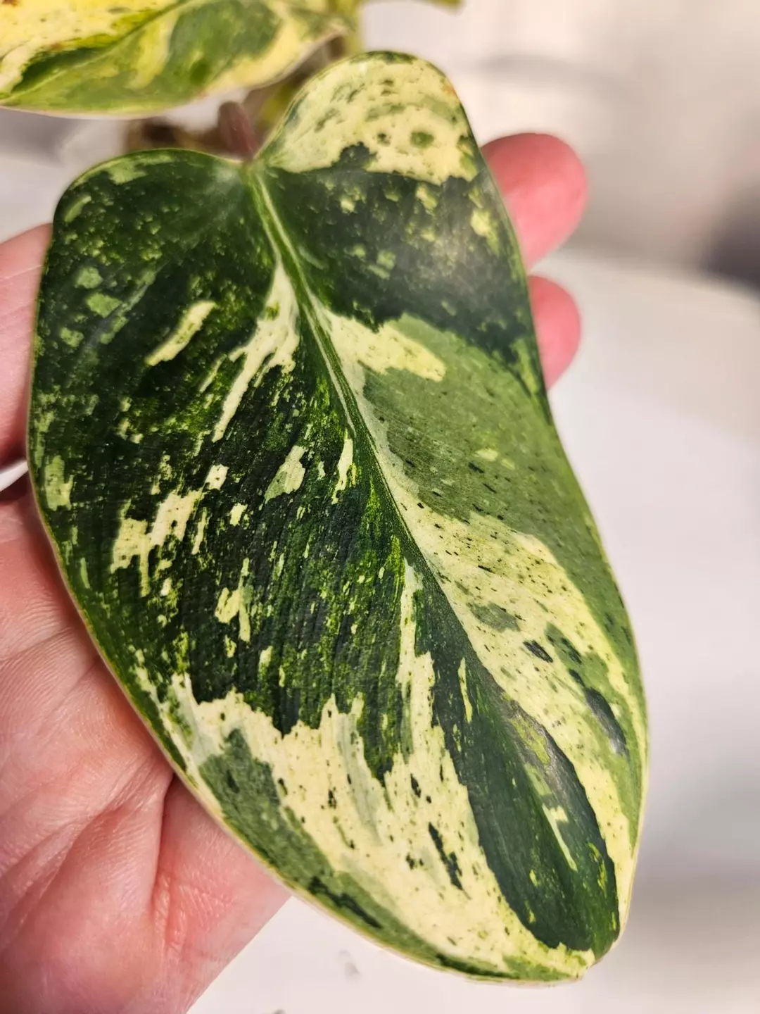Philodendron Emerald King thumbnail