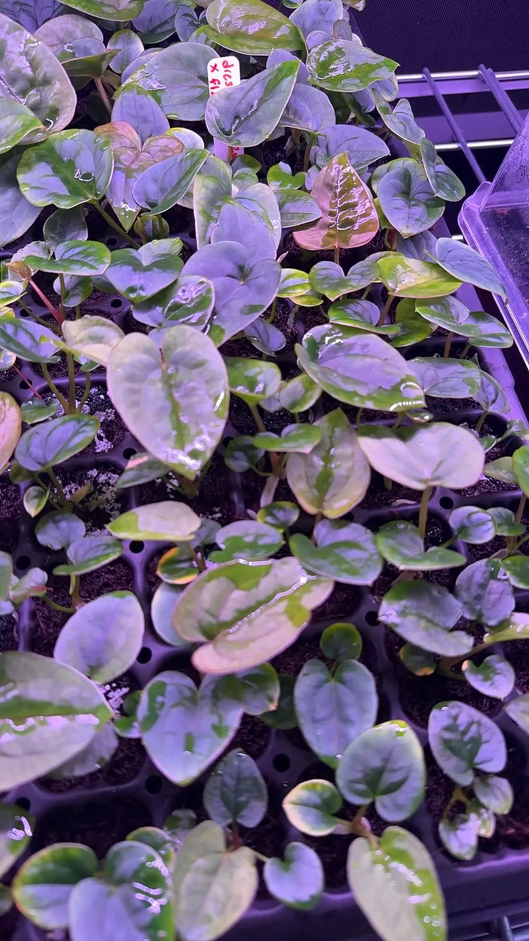 dressleri RG (F2 x Black) x F1b *grower’s choice* thumbnail