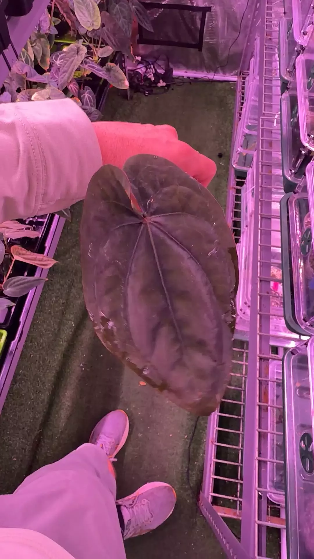 dressleri RG F1a “Jay” clone thumbnail