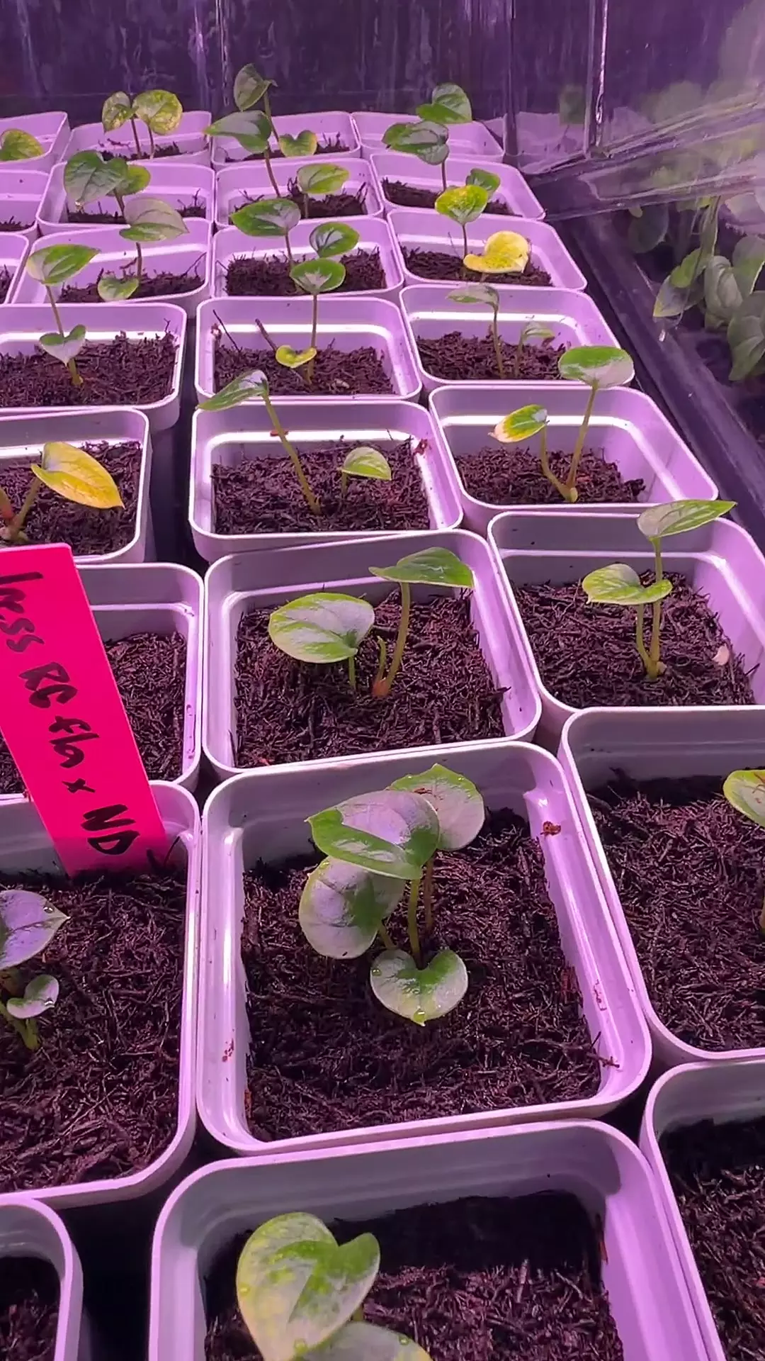 dressleri RG F1a x Night Dragon thumbnail