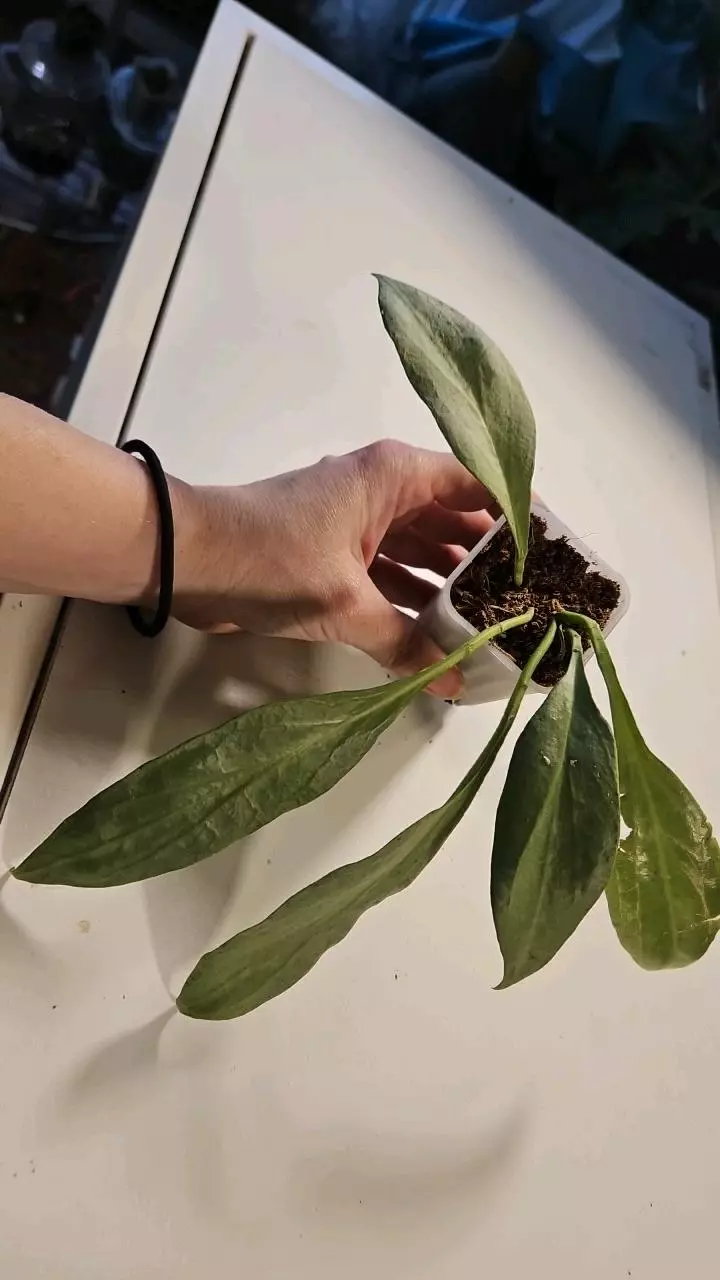 Hoya New Guinea Ghost thumbnail