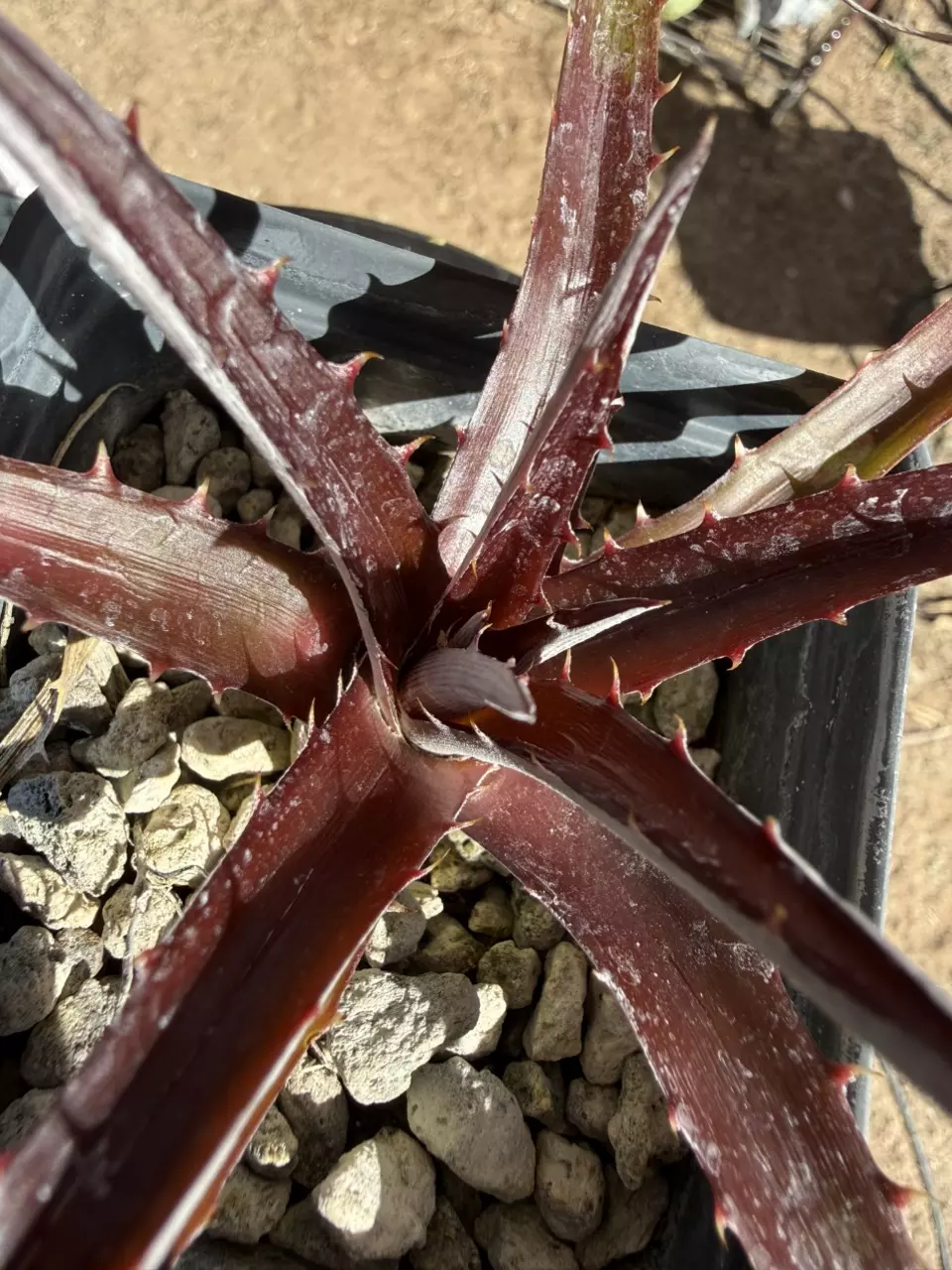 1012 Dyckia cherry cola thumbnail