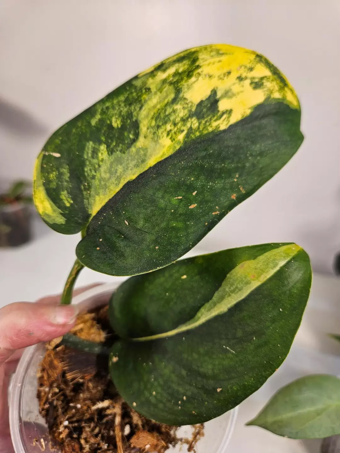 Scindapsus Jade Satin albo thumbnail