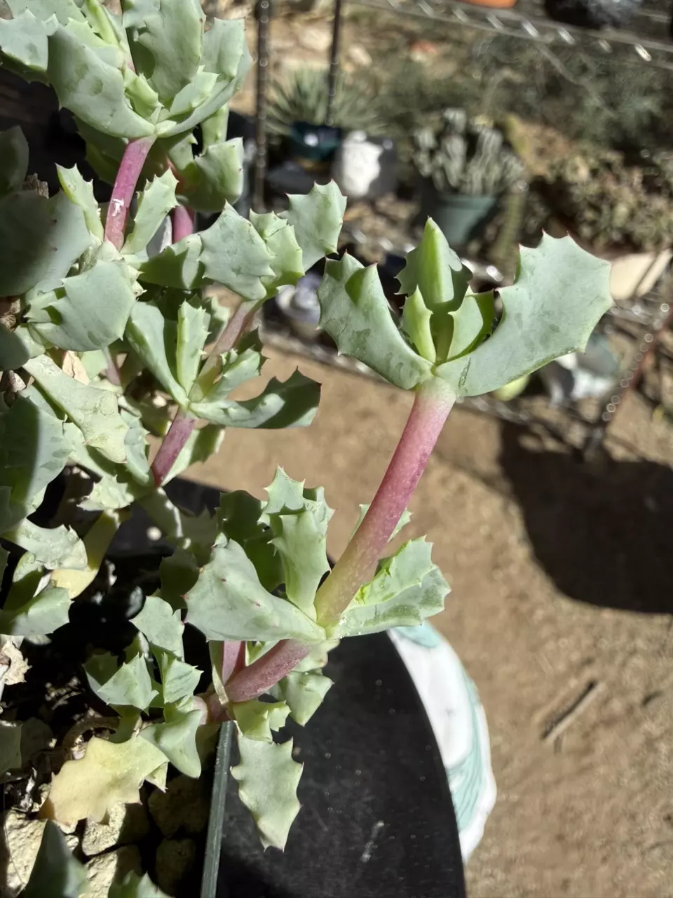 1011 Oscularia deltoides thumbnail