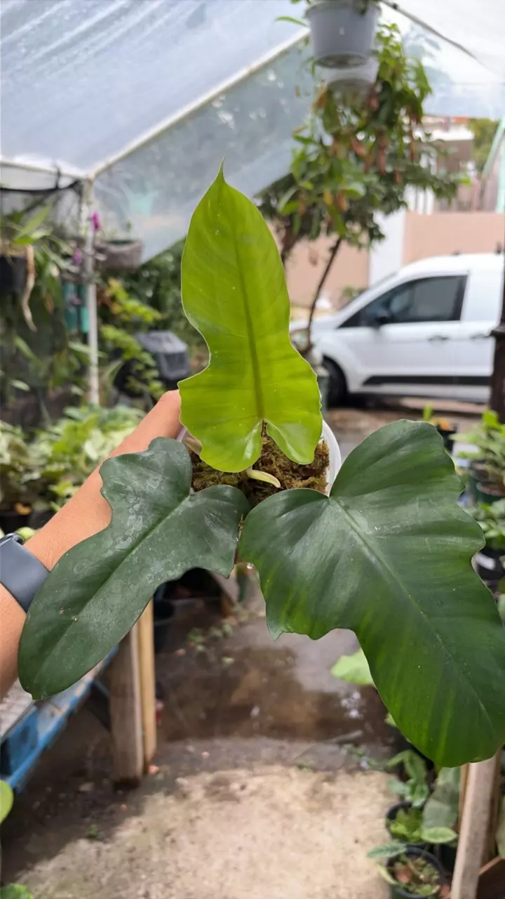 Florida Beauty x mayoi thumbnail