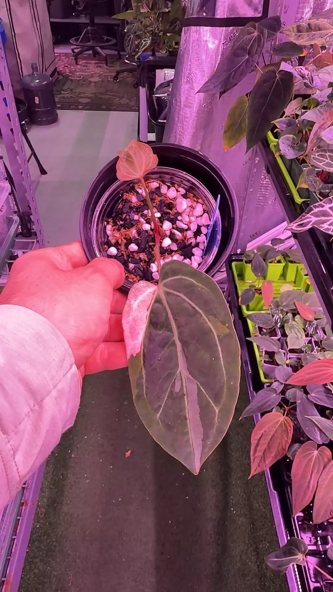 Variegated NSE Bench x Dorito Portillae thumbnail