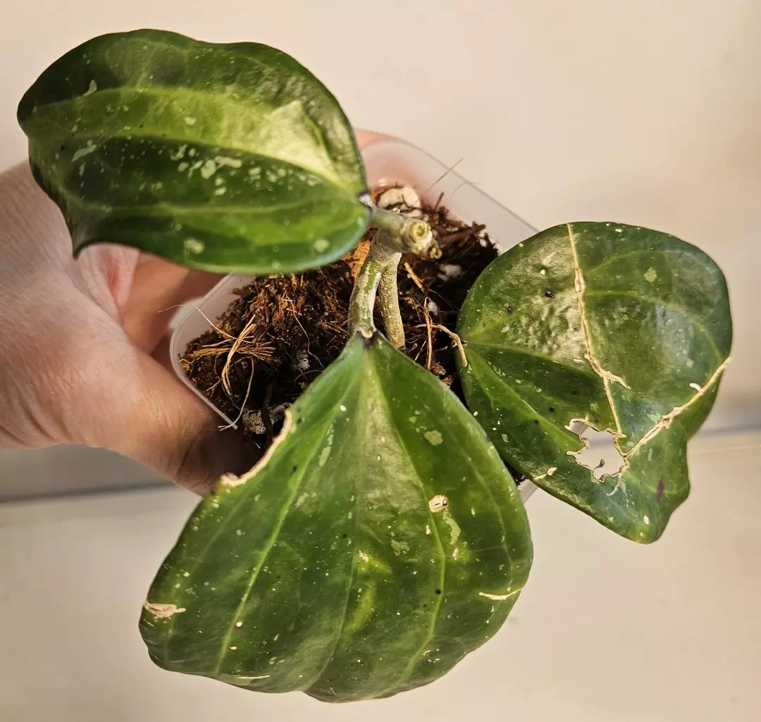 Hoya Boi Bai thumbnail