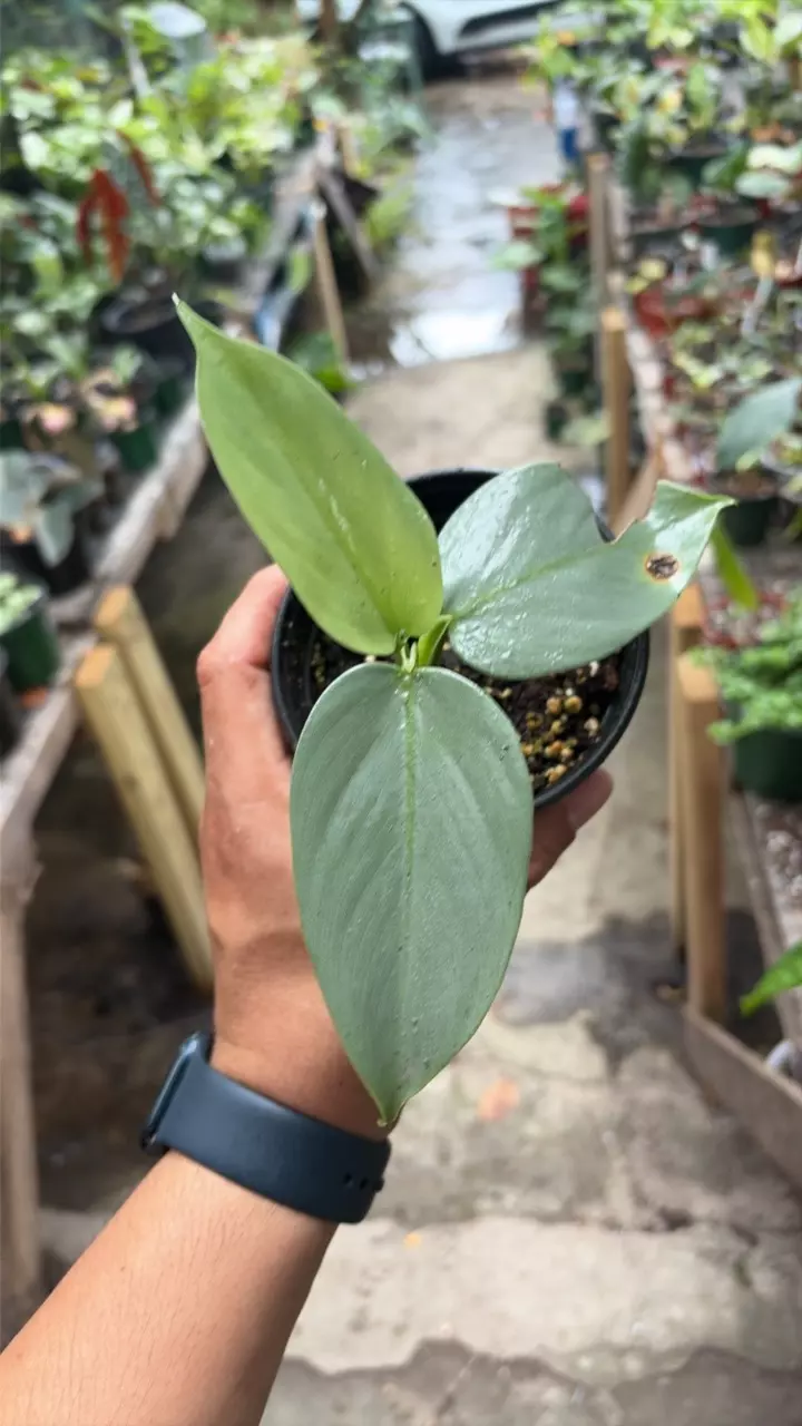 philodendron Silver thumbnail