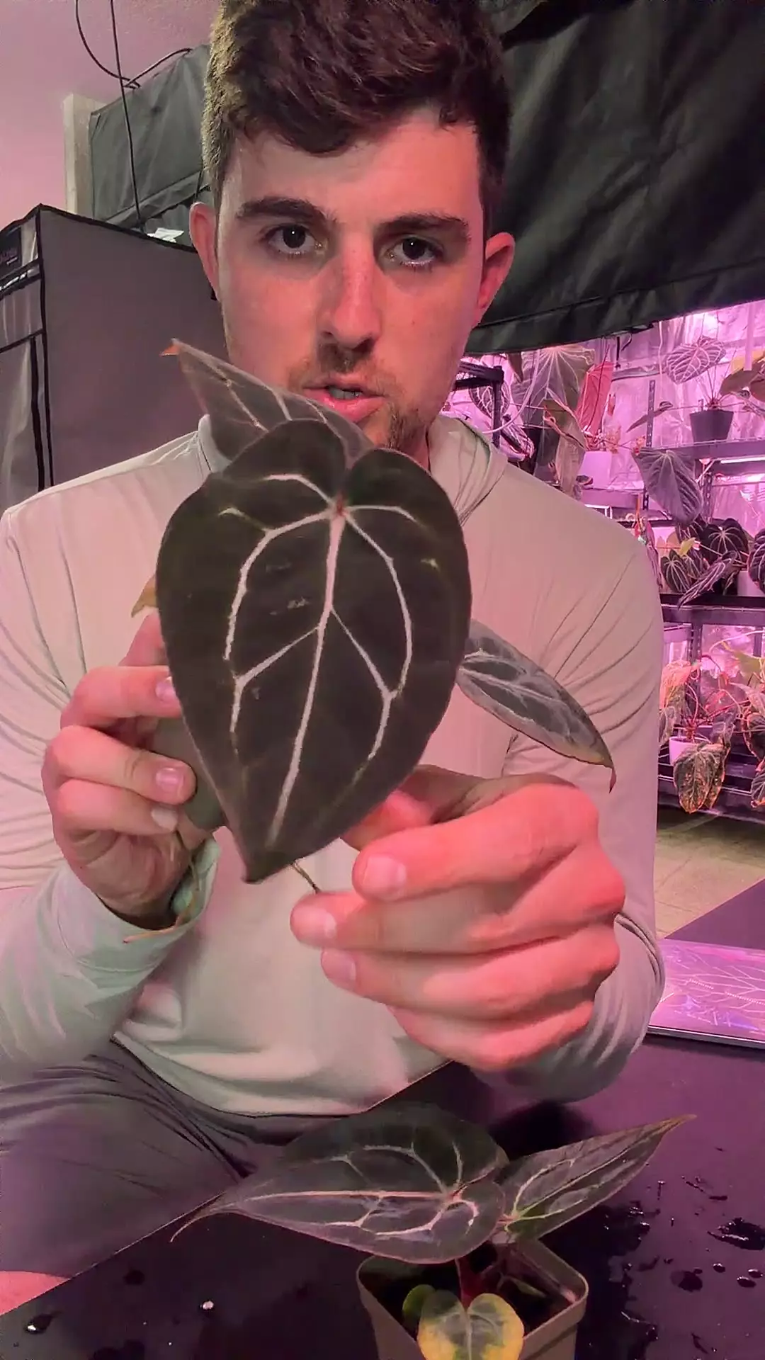 Carlablackiae GPH001 s1 x Chocolate crystallinum thumbnail