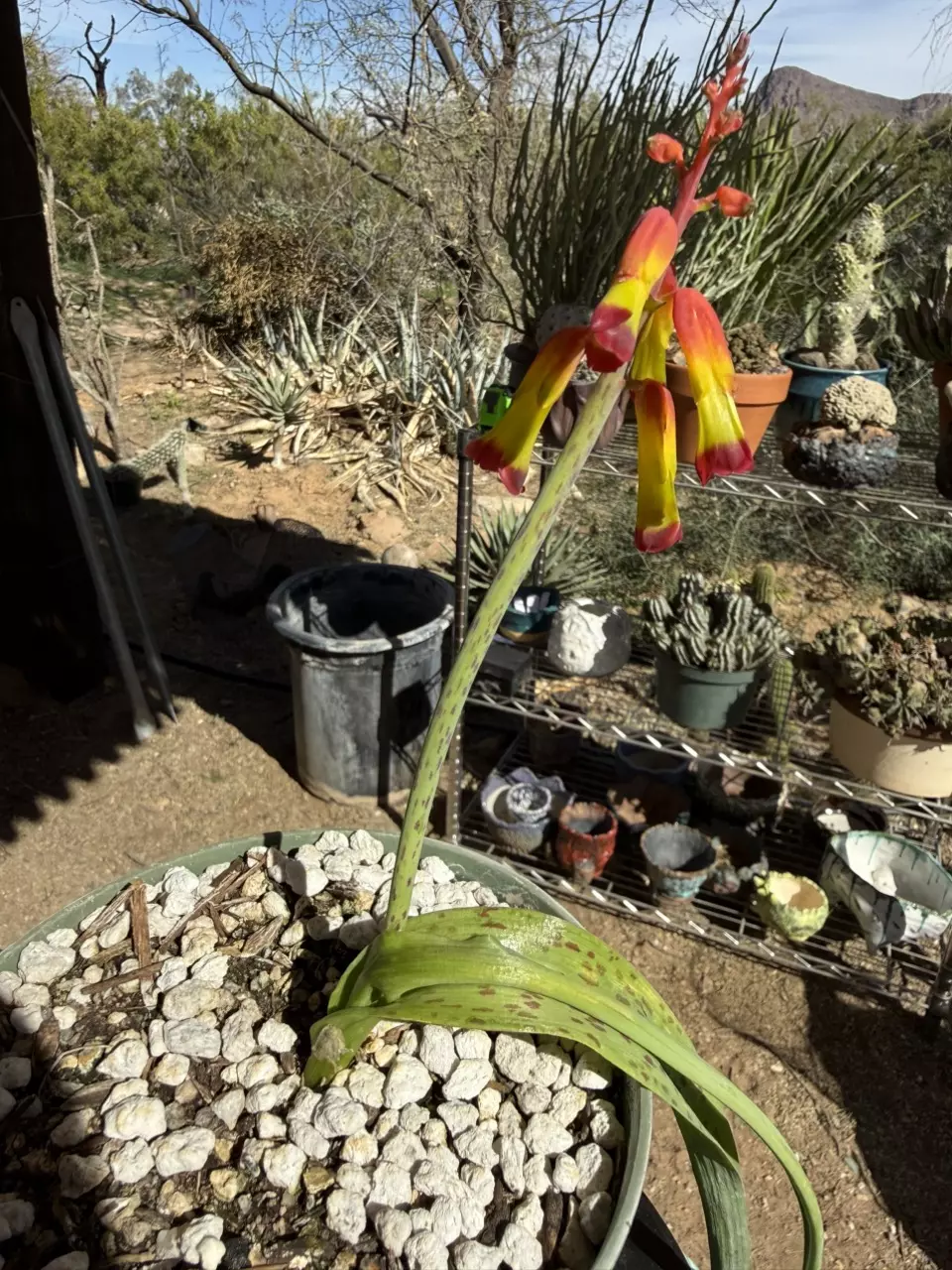 1016 Lachenalia alooides quadricolor thumbnail