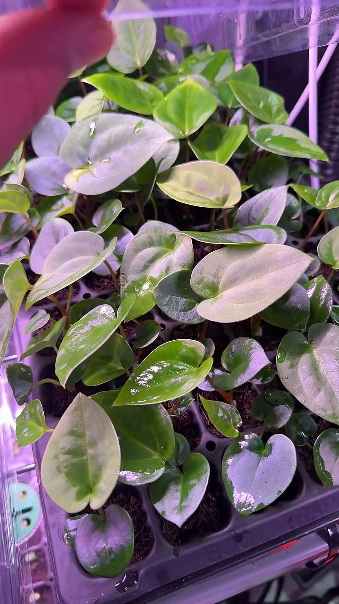 dressleri RG F1b x Carlablackiae “Amanda” thumbnail