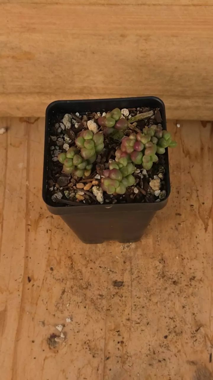 Crassula elegans 'Purple Light' 2.5" thumbnail