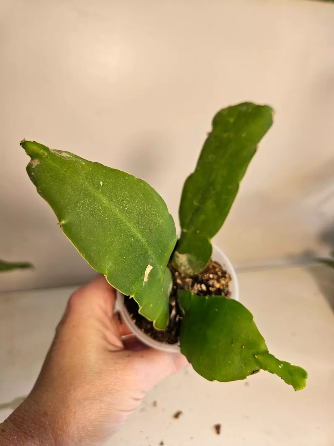 Orchid cactus thumbnail