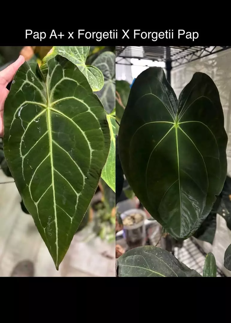 VDAY Special - (Pap x Forgetii) X (Forgetii x Pap) SEED thumbnail