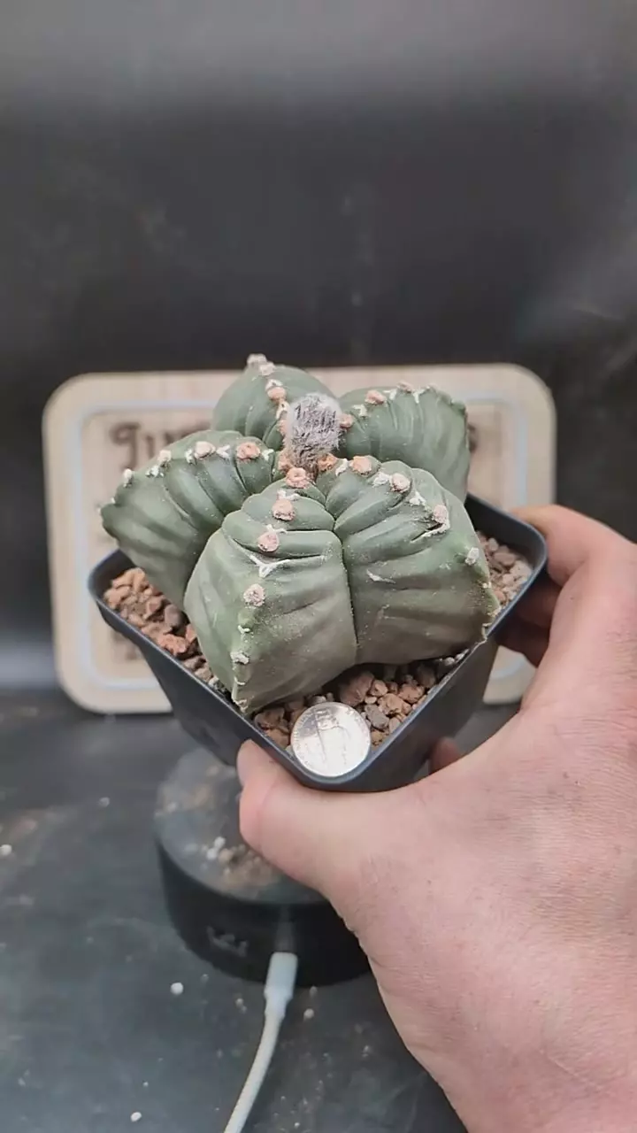 q268 large Astro myrio notchy 5" wide plant thumbnail