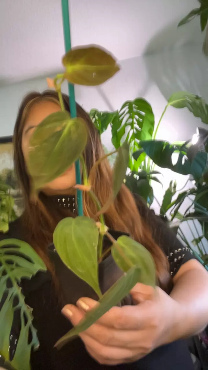 micans Philodendron thumbnail