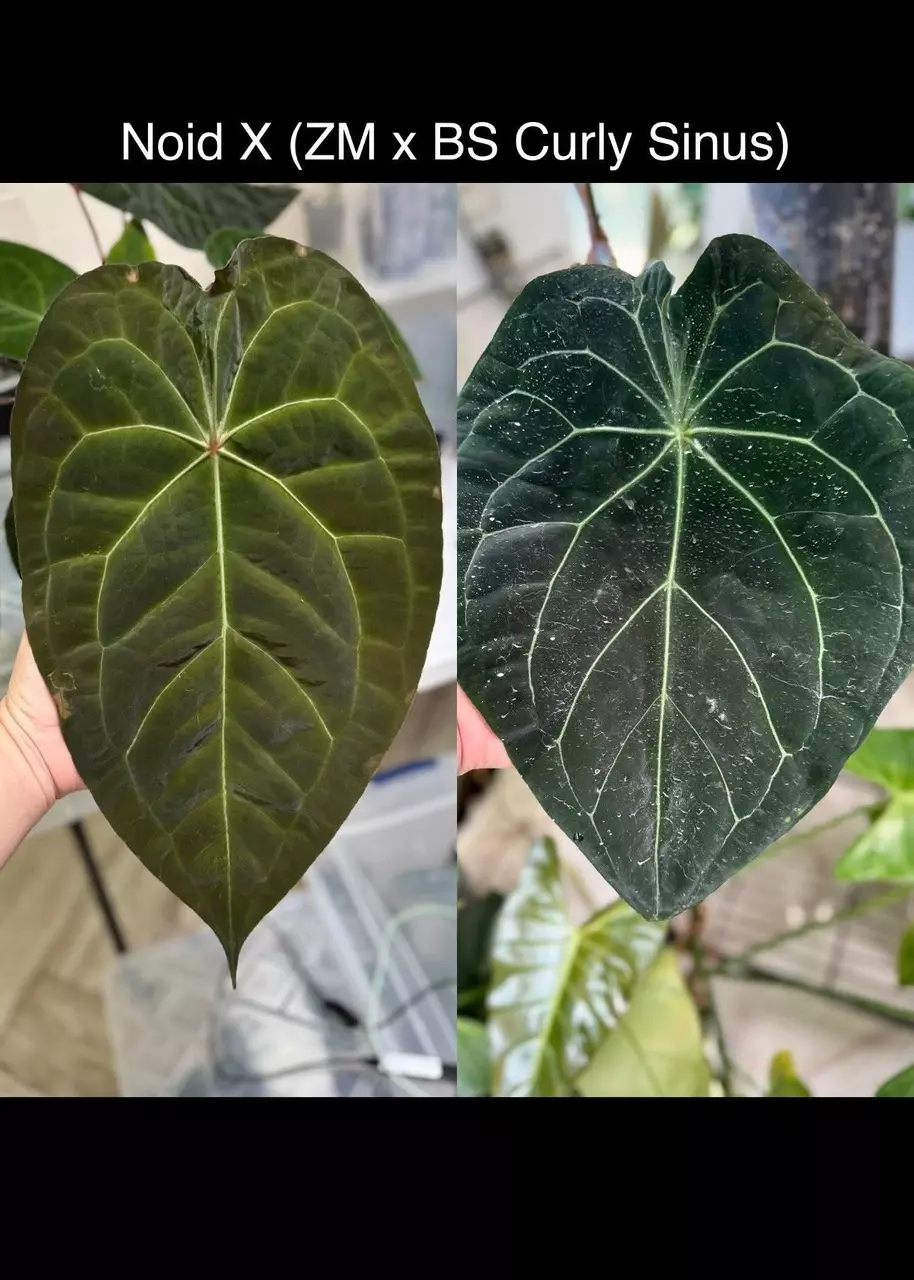 VDAY DEAL - Noid X (ZM x BS Curly Sinus) SEED thumbnail