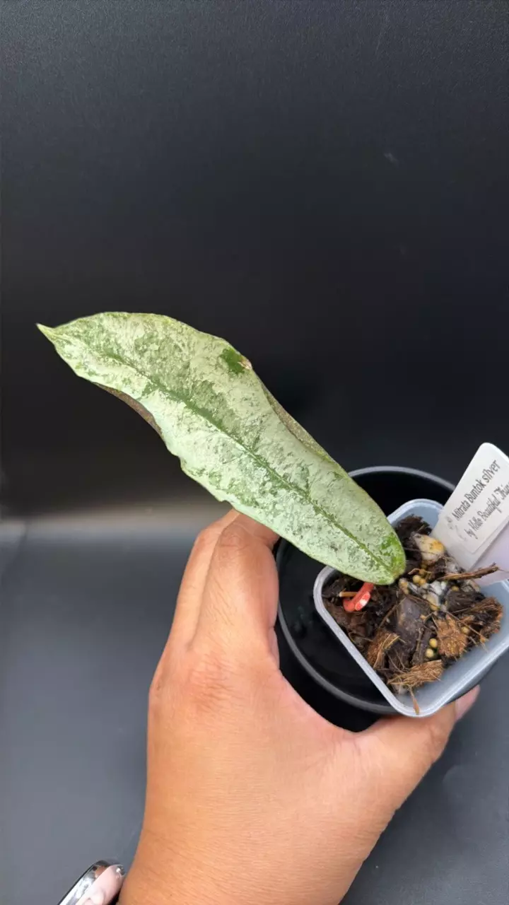 🔥Hoya Mitrata Buntok Silver 85 thumbnail