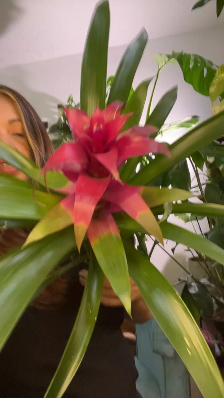 bromeliad thumbnail