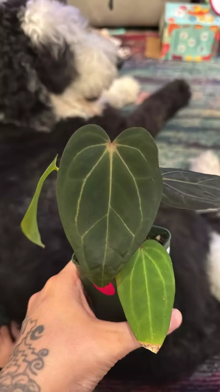 A6 Carla 0 Hawaii x Variegated Crystal x Thai Pap thumbnail