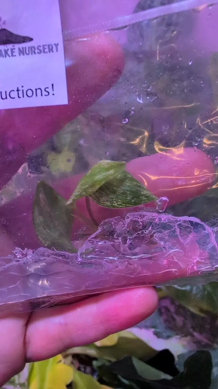 Variegated Philodendron Micans TC thumbnail