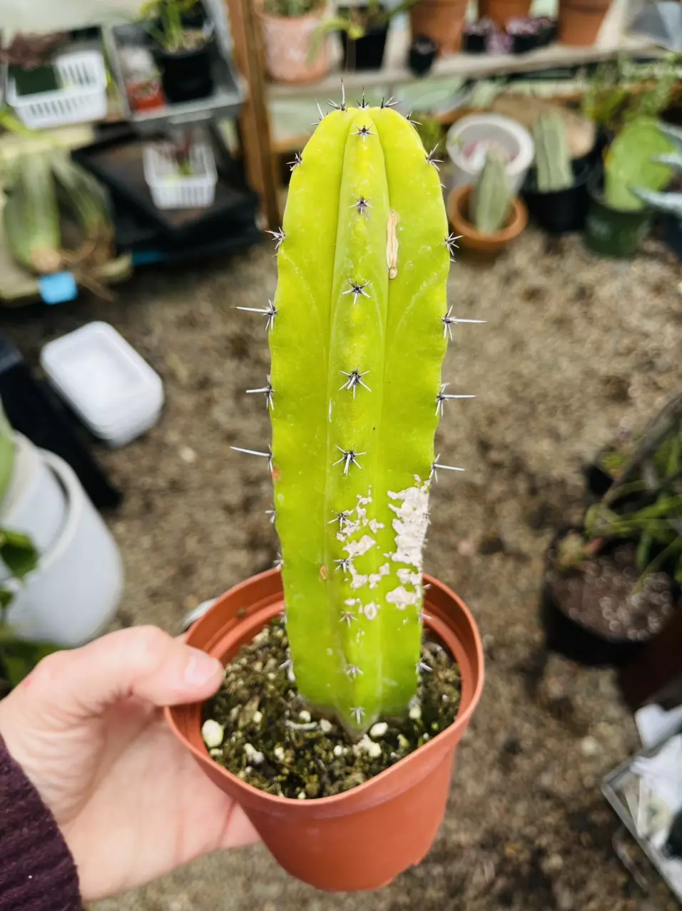 Blue Candle Geometrizans 3.5” blemish thumbnail