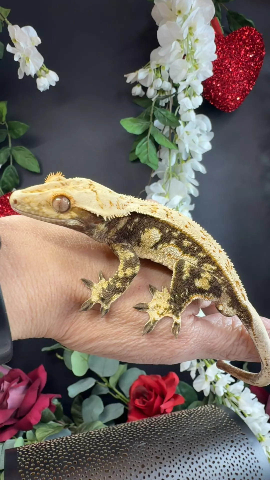 30g white tank male juicy girl x Pedro thumbnail