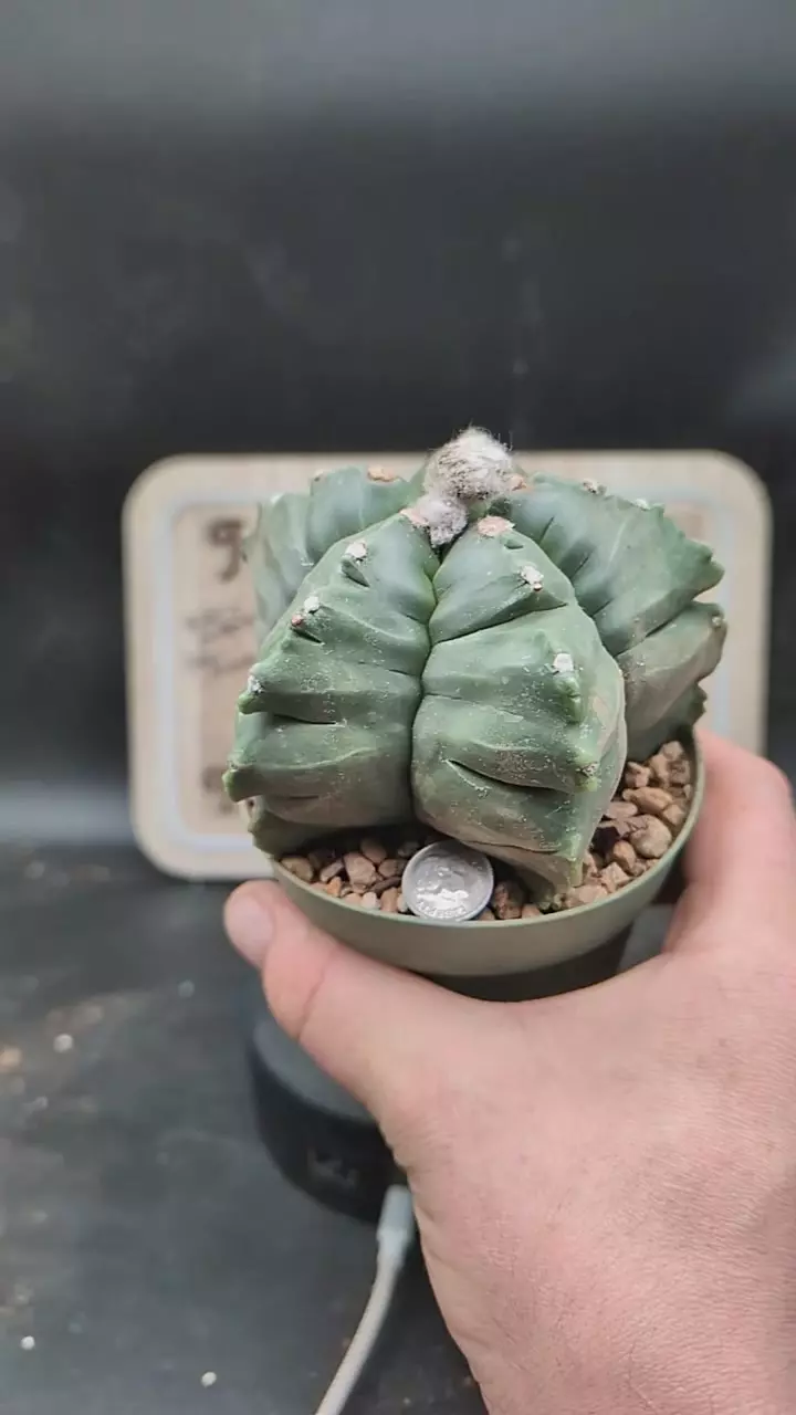 q261 big myrio kikko 4" pot thumbnail