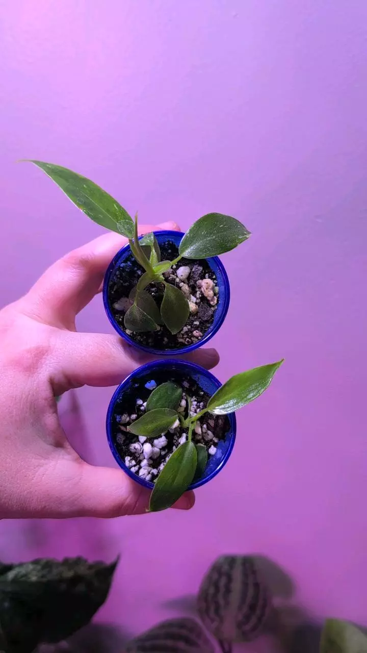 #38 Philodendron White Princess - GC thumbnail