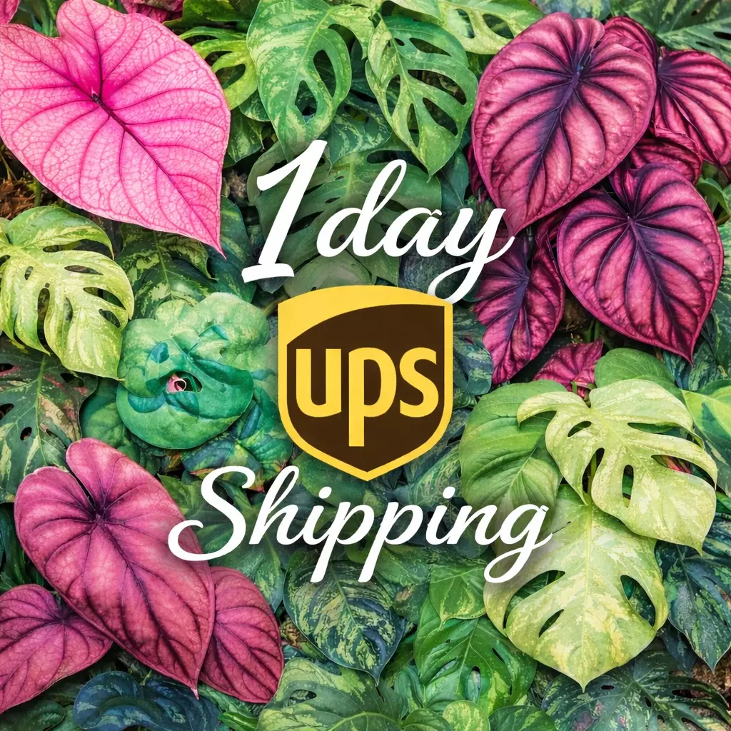 UPS 1 day Shipping Upgrade thumbnail