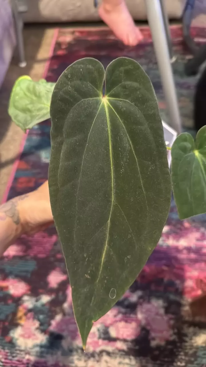 A25 Black Velvet x Black Velvet in cataphyl thumbnail