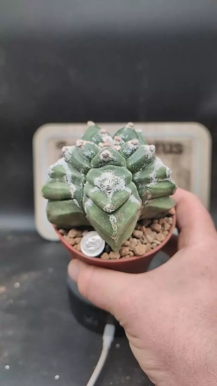 q260 cool myrio kikko, 4" pot thumbnail