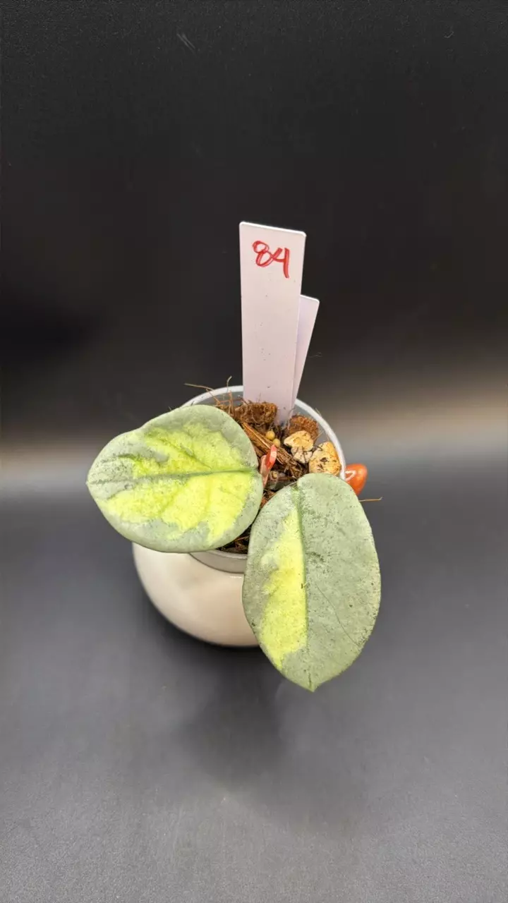 Hoya Argentea Princess #84 thumbnail