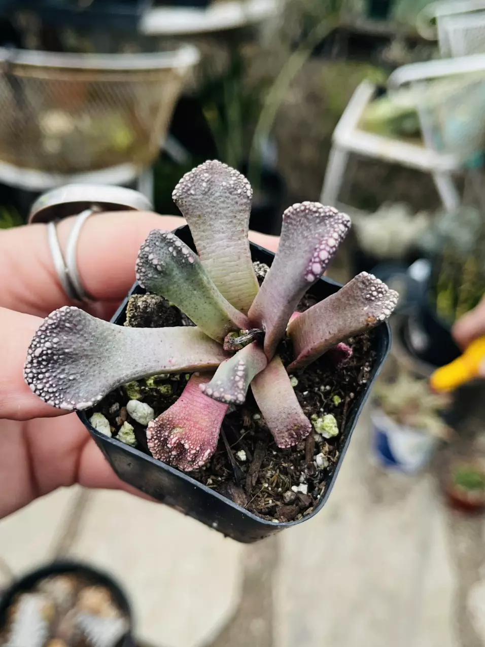 Titanopsis Calcera, Concrete Succulent 2” thumbnail