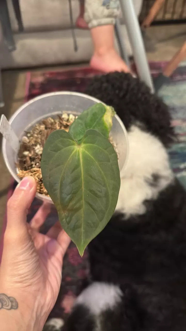 A18 BVEP RA7 x RA6 “Pure BEEP” thumbnail